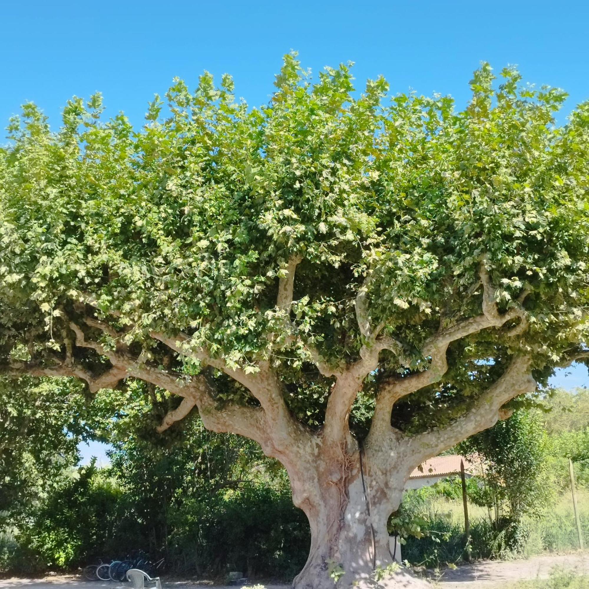 Вилла Mas En Provence Ле-Тор Экстерьер фото